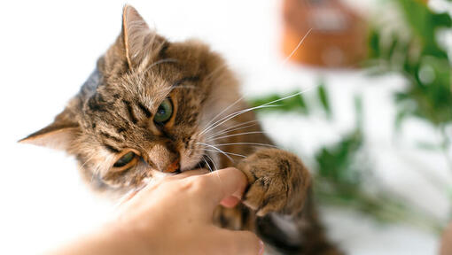 Chat qui mord la main du propriétaire