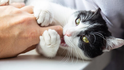 Chat noir et blanc grignotant le doigt du propriétaire