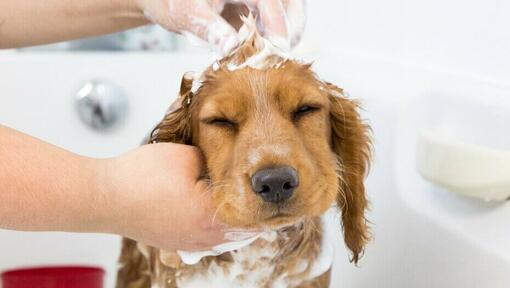 Puppy wordt gewassen met shampoo