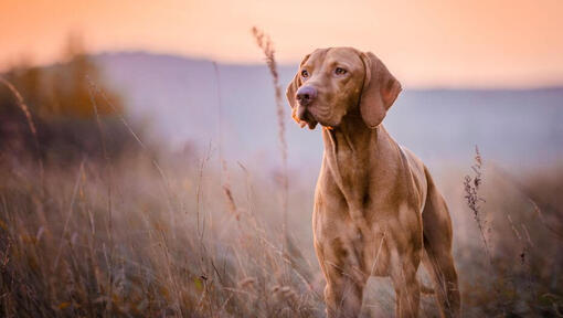 Bruine Vizsla die zich bij veld bevindt