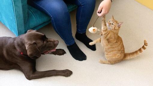 Kat speelt met een veren speelgoed met de eigenaar terwijl de hond toekijkt
