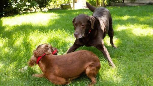 Puppy en oudere hond spelen in een tuin