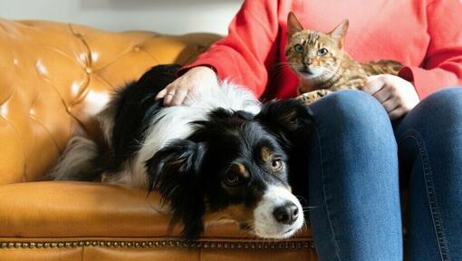 Vrouw aait een kat en een hond