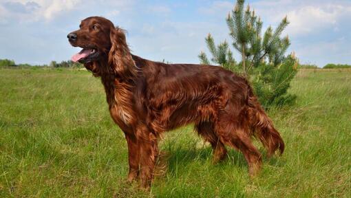 Setter irlandais sur le terrain