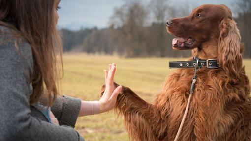 Irish Setter donne la patte