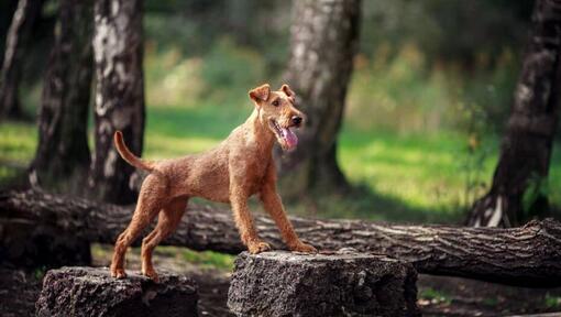 Terrier irlandais avec la langue