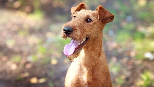 Irish Terrier dans les bois