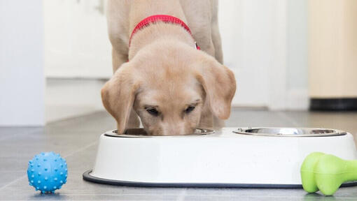 Blonde labrador puppy eet uit een kom