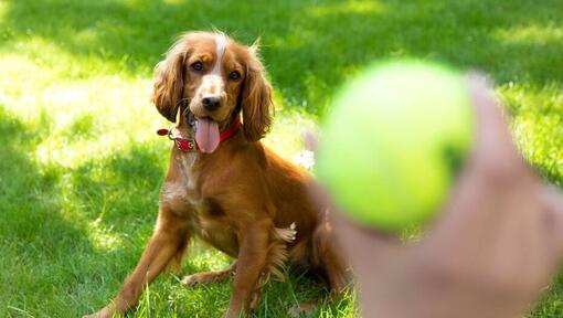 Gelukkige spaniëlpuppy die op een te werpen tennisbal wacht