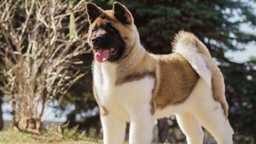 Japanse Akita