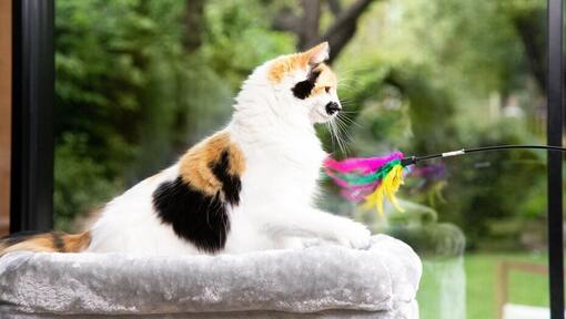 Kitten spelen met een felgekleurde toverstok van veren