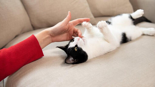 Propriétaire jouant avec un chaton sur un canapé