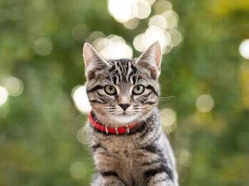 Chat tigré avec collier rouge