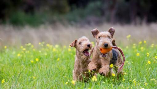 twee terriers spelen rond