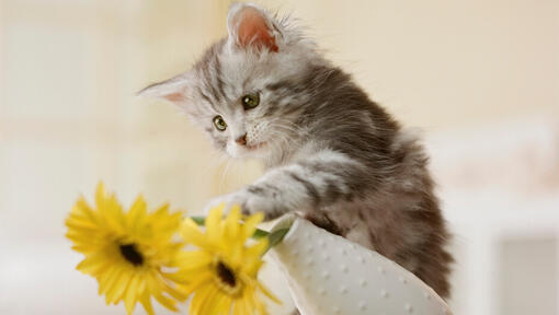 Chaton gris renversant un vase de fleurs jaunes