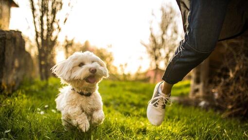 Bichon maltais courant le long de la personne