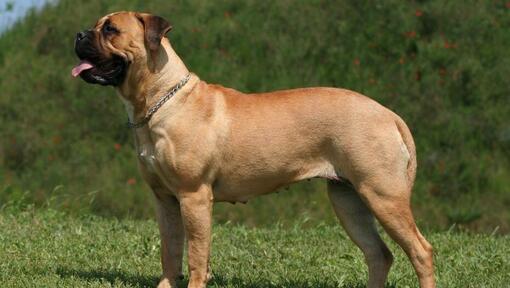 Mastiff debout à l'herbe verte