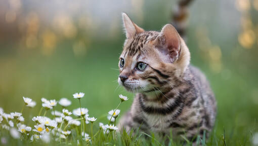 Chaton couché reniflant des marguerites