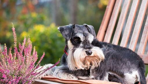 Schnauzer miniature allongé sur une chaise dans un jardin