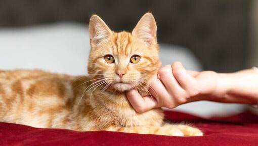 Propriétaire gratter un menton de chatons au gingembre