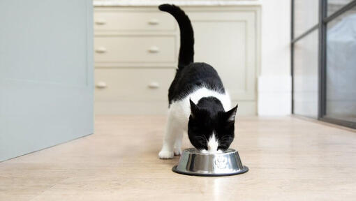 zwart-witte kat die uit een voerbak eet