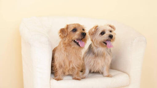 Twee Norfolk Terriers op de stoel