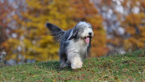 Bobtail marchant sur l'herbe