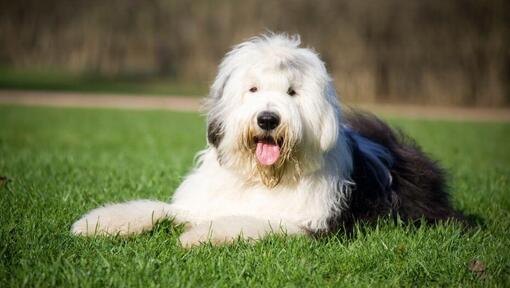 Bobtail allongé sur l'herbe