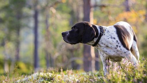 Duitse Kortharige Wijzer wandelen in het bos