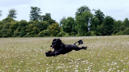 Portugese Waterhond die in het gebied loopt