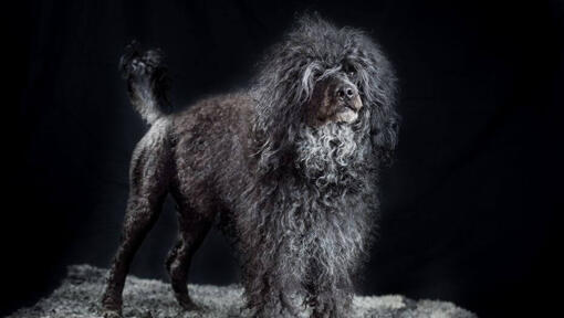 Portugese Waterhond die zich 's nachts bevindt