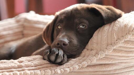 Chiot labrador chocolat couché dans un lit