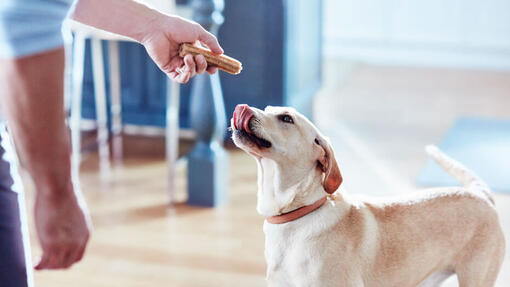 Bannière Dentalife Chien Bienfaits 