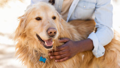 Oude hond met eigenaar