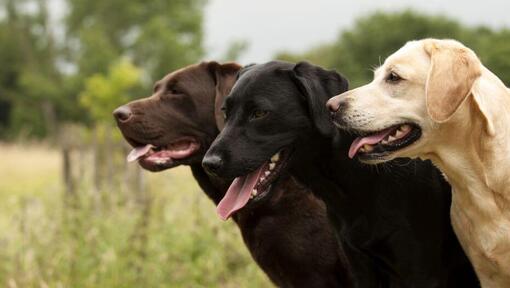 drie labradors staan ​​samen