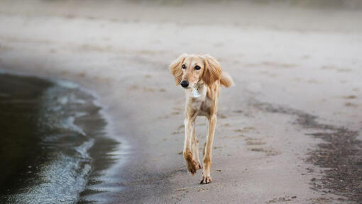 saluki hond loopt op het strand