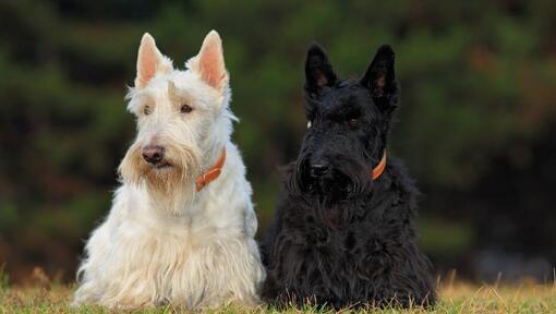 Terriers écossais noir et blanc assis à côté de l'autre