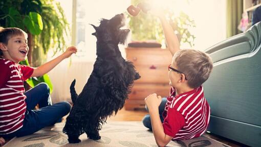 Scottish Terrier avec les enfants