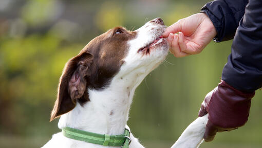 Eigenaar voederhond