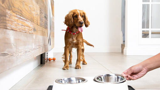 Hond te wachten om voedsel te eten door kom