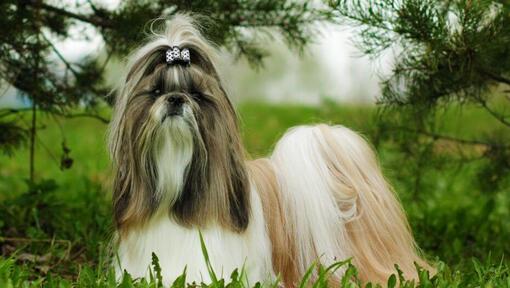 Chien shih tzu marchant sur l'herbe