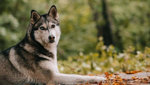 Husky in het bos