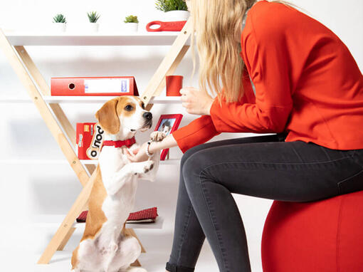 Beagle aan een bureau met Bonio-dozen
