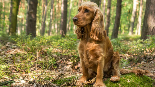 Cocker anglais assis dans la forêt