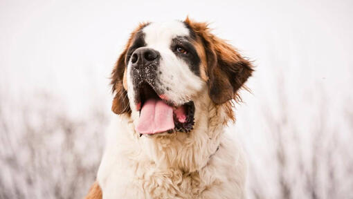 St. Bernard