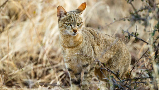 een wilde kat in hoog gras