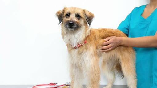 langharige hond wordt vastgehouden door een dierenarts op een tafel