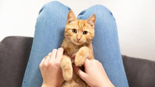 chat roux assis entre les jambes du propriétaire