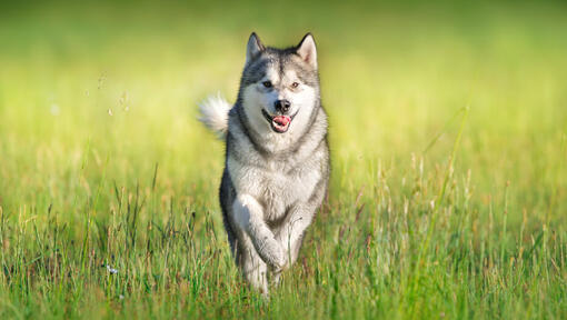 Husky marche dans l'herbe