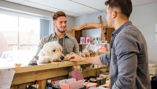 hond in een hondvriendelijk hotel